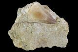 Mosasaur (Prognathodon) Tooth In Rock #96176-1